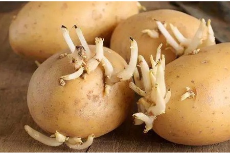 potato can't be eaten when sprouting