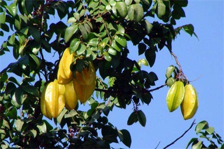 How to eat carambola