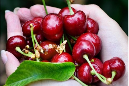 distinguishing methods of cherry