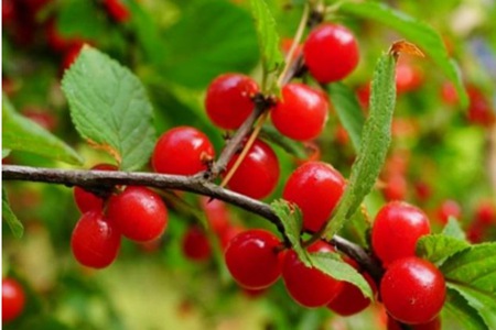 distinguishing methods of cherry