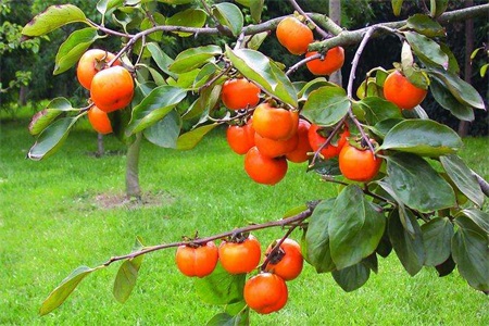 Persimmons