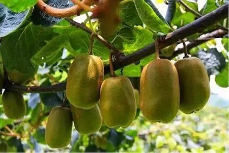 eating kiwifruit