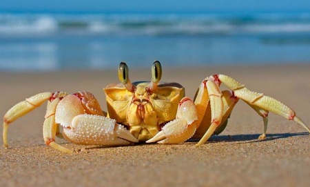 can dead crabs be eaten